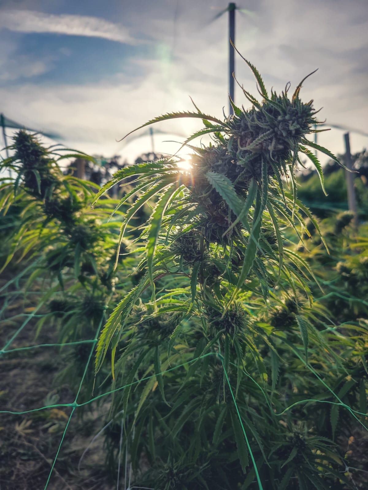 Ein Stück grüne Natur – Reines & natürliches CBD